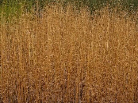 Deschampsia cesp. 'Goldschleier' geen maat specificatie 0,55L/P9cm