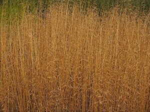 Deschampsia cesp. 'Goldschleier' geen maat specificatie 0,55L/P9cm