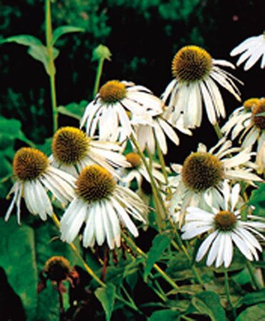 Echinacea p. 'Alba' geen maat specificatie 0,55L/P9cm - afbeelding 3