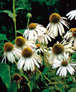 Echinacea p. 'Alba' geen maat specificatie 0,55L/P9cm - afbeelding 3