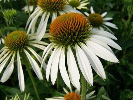 Echinacea p. 'Alba' geen maat specificatie 0,55L/P9cm - afbeelding 4