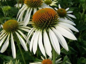 Echinacea p. 'Alba' geen maat specificatie 0,55L/P9cm - afbeelding 4