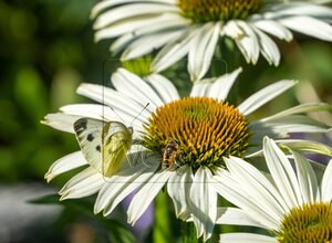 Echinacea p. 'Alba' geen maat specificatie 0,55L/P9cm - afbeelding 5