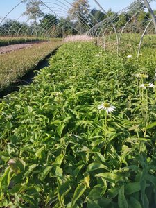 Echinacea p. 'Alba' geen maat specificatie 0,55L/P9cm - afbeelding 8