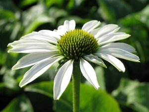 Echinacea p. 'Alba' geen maat specificatie 0,55L/P9cm - afbeelding 1