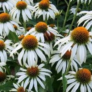 Echinacea p. 'Alba' geen maat specificatie 0,55L/P9cm - afbeelding 6