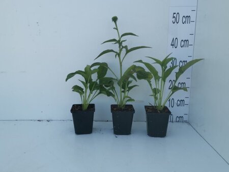 Echinacea p. 'Alba' geen maat specificatie 0,55L/P9cm - afbeelding 9