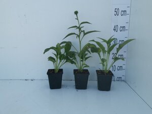 Echinacea p. 'Alba' geen maat specificatie 0,55L/P9cm - afbeelding 9