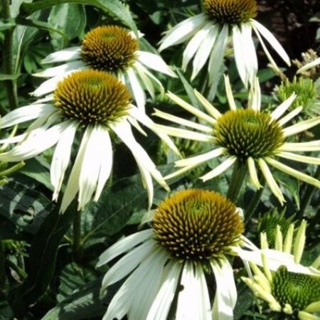 Echinacea p. 'Alba' geen maat specificatie 0,55L/P9cm - afbeelding 7