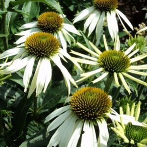 Echinacea p. 'Alba' geen maat specificatie 0,55L/P9cm - afbeelding 7