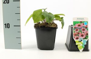 Echinacea p. 'Magnus' geen maat specificatie 0,55L/P9cm - afbeelding 4