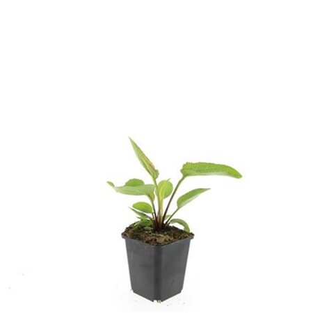 Echinacea p. 'Magnus' geen maat specificatie 0,55L/P9cm - afbeelding 5
