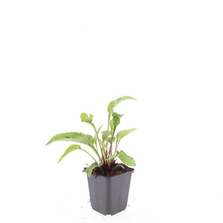 Echinacea p. 'Magnus' geen maat specificatie 0,55L/P9cm - afbeelding 6