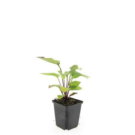 Echinacea p. 'Magnus' geen maat specificatie 0,55L/P9cm - afbeelding 8