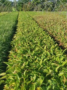 Echinacea p. 'Magnus' geen maat specificatie 0,55L/P9cm - afbeelding 6