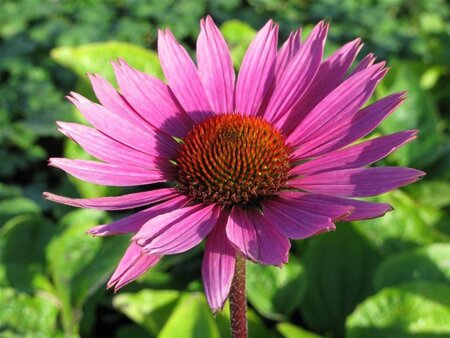 Echinacea p. 'Magnus' geen maat specificatie 0,55L/P9cm - afbeelding 3