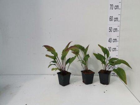Echinacea purpurea geen maat specificatie 0,55L/P9cm - afbeelding 3