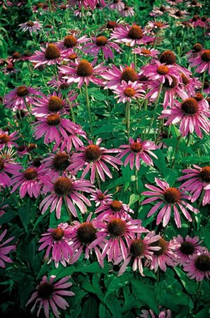 Echinacea purpurea geen maat specificatie 0,55L/P9cm - afbeelding 3