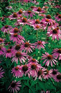 Echinacea purpurea geen maat specificatie 0,55L/P9cm - afbeelding 3