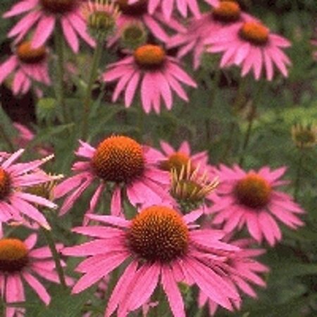 Echinacea purpurea geen maat specificatie 0,55L/P9cm - afbeelding 2