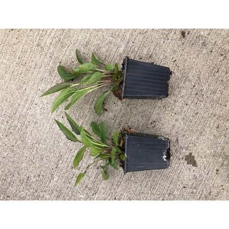Echinacea purpurea geen maat specificatie 0,55L/P9cm - afbeelding 4