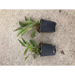 Echinacea purpurea geen maat specificatie 0,55L/P9cm - afbeelding 4