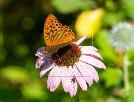 Echinacea purpurea geen maat specificatie 0,55L/P9cm - afbeelding 10