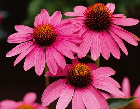 Echinacea purpurea geen maat specificatie 0,55L/P9cm - afbeelding 7