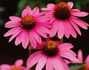 Echinacea purpurea geen maat specificatie 0,55L/P9cm - afbeelding 7