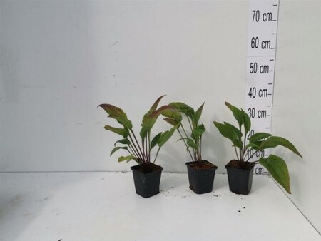 Echinacea purpurea geen maat specificatie 0,55L/P9cm - afbeelding 6