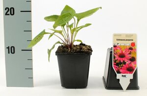 Echinacea purpurea geen maat specificatie 0,55L/P9cm - afbeelding 7