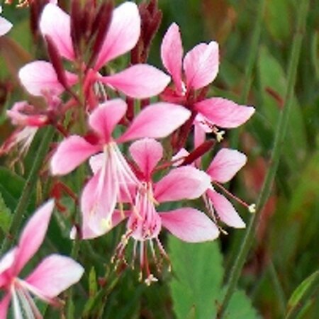 Gaura l. 'Siskiyou Pink' geen maat specificatie 0,55L/P9cm - afbeelding 1