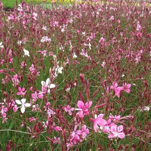 Gaura l. 'Siskiyou Pink' geen maat specificatie 0,55L/P9cm - afbeelding 2