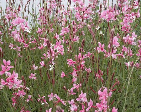 Gaura l. 'Siskiyou Pink' geen maat specificatie 0,55L/P9cm - afbeelding 3