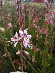 Gaura l. 'Siskiyou Pink' geen maat specificatie 0,55L/P9cm - afbeelding 3