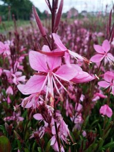 Gaura l. 'Siskiyou Pink' geen maat specificatie 0,55L/P9cm