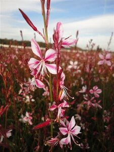 Gaura l. 'Siskiyou Pink' geen maat specificatie 0,55L/P9cm - afbeelding 4