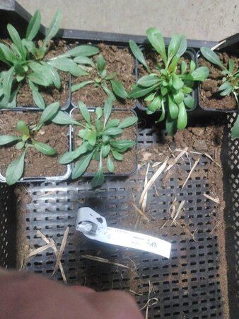 Gaura l. 'Whirling Butterflies' geen maat specificatie 0,55L/P9cm - afbeelding 17