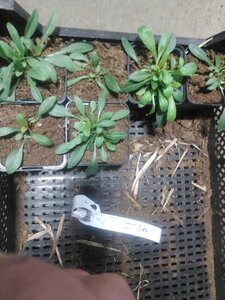 Gaura l. 'Whirling Butterflies' geen maat specificatie 0,55L/P9cm - afbeelding 17