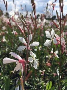 Gaura l. 'Whirling Butterflies' geen maat specificatie 0,55L/P9cm - afbeelding 2