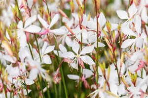 Gaura l. 'Whirling Butterflies' geen maat specificatie 0,55L/P9cm - afbeelding 14