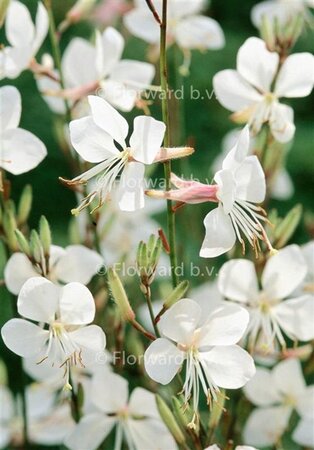 Gaura l. 'Whirling Butterflies' geen maat specificatie 0,55L/P9cm - afbeelding 8