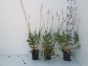 Gaura l. 'Whirling Butterflies' geen maat specificatie 0,55L/P9cm - afbeelding 4