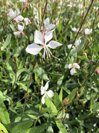 Gaura l. 'Whirling Butterflies' geen maat specificatie 0,55L/P9cm - afbeelding 13