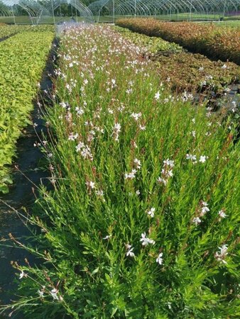 Gaura l. 'Whirling Butterflies' geen maat specificatie 0,55L/P9cm - afbeelding 3