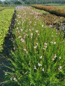 Gaura l. 'Whirling Butterflies' geen maat specificatie 0,55L/P9cm - afbeelding 3