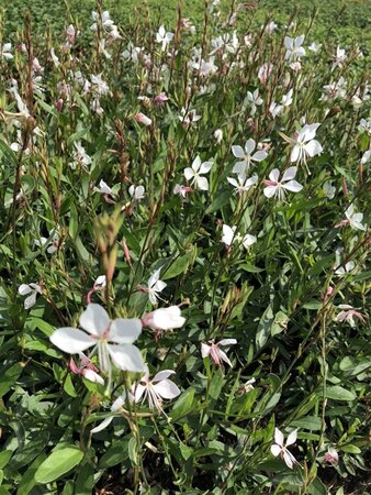 Gaura l. 'Whirling Butterflies' geen maat specificatie 0,55L/P9cm - afbeelding 12