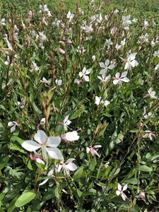 Gaura l. 'Whirling Butterflies' geen maat specificatie 0,55L/P9cm - afbeelding 12