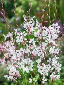 Gaura l. 'Whirling Butterflies' geen maat specificatie 0,55L/P9cm - afbeelding 7