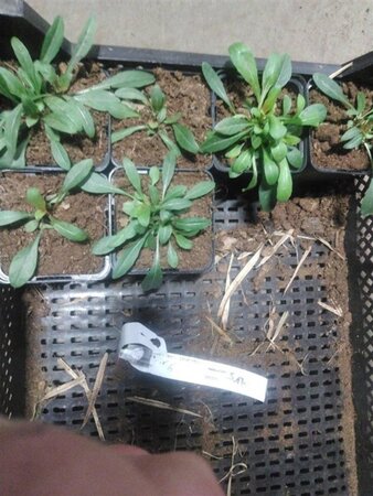 Gaura l. 'Whirling Butterflies' geen maat specificatie 0,55L/P9cm - afbeelding 9